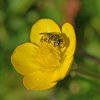 ABEILLE Poudrée d’or sur bouton d’or. 2024 ISABELLE TURBAN